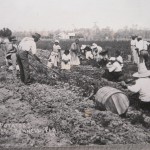 Digging potatoes near Bunnell