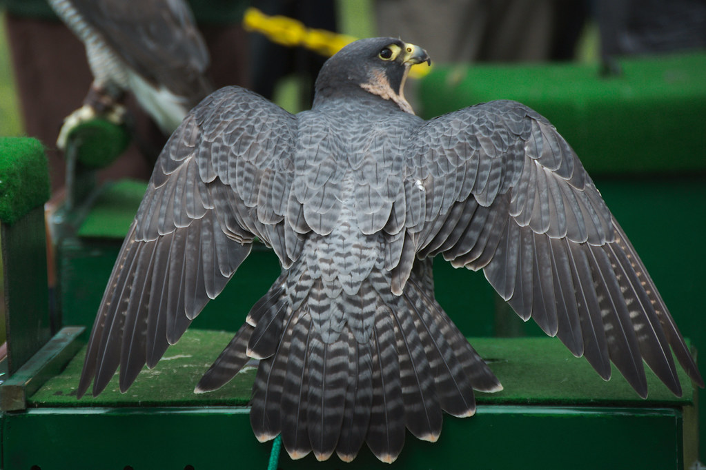 Peregrine Falcon