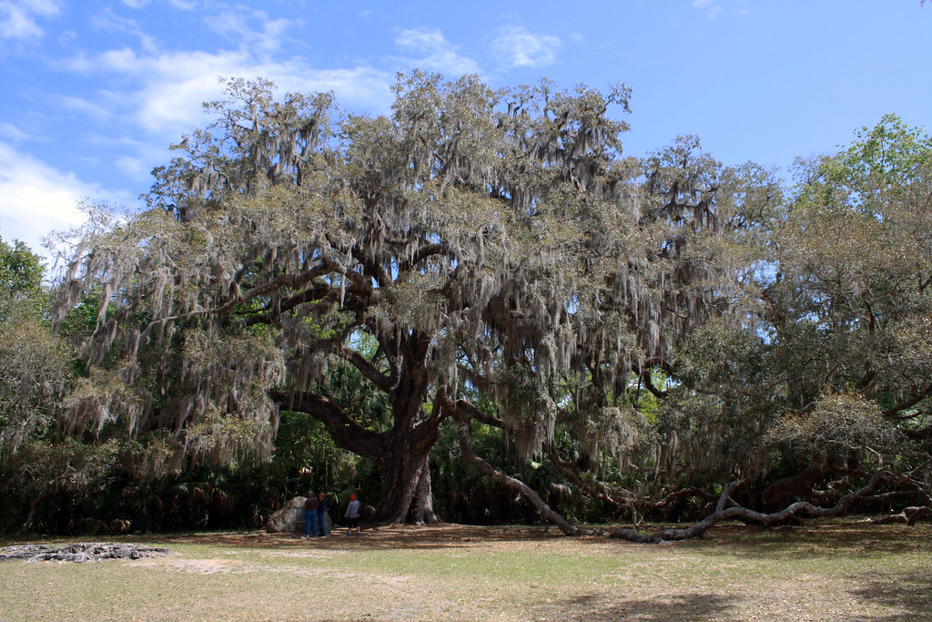 Fairchild Oak 1