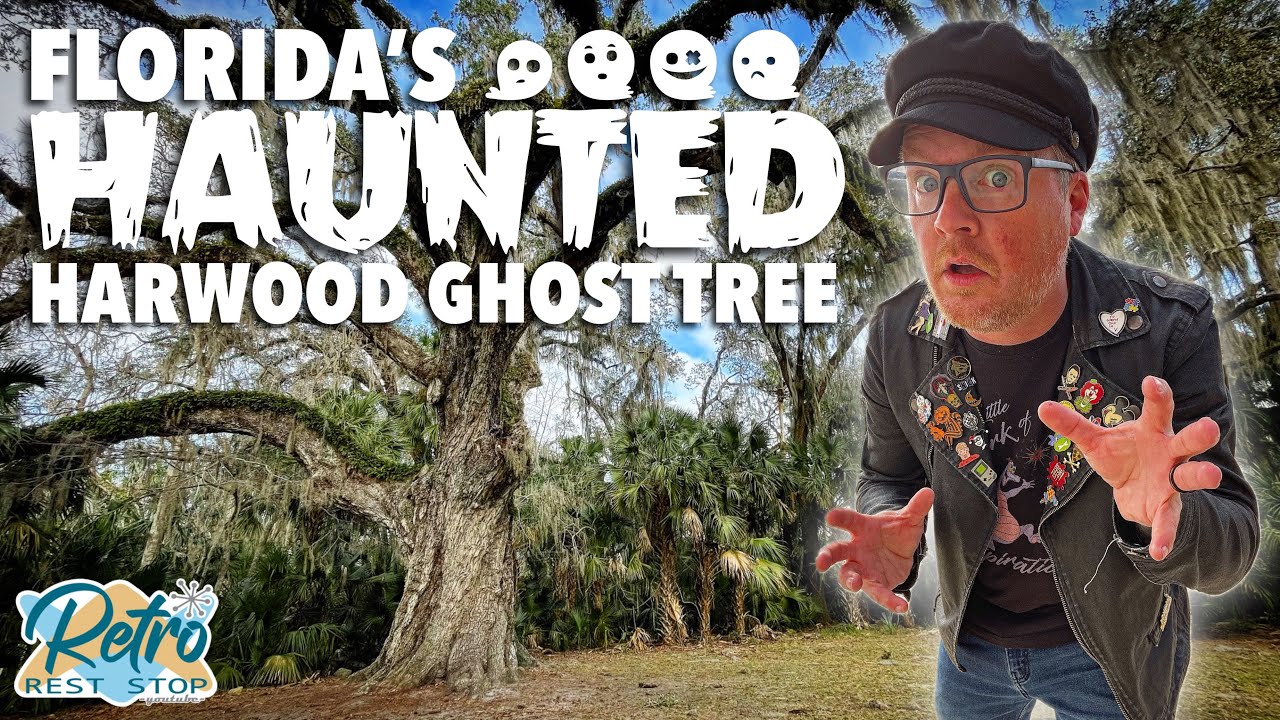 Haunted Fairchild Oak Tree At The Bulow Creek State Park In Ormond Beach, FL | Roadside Attraction