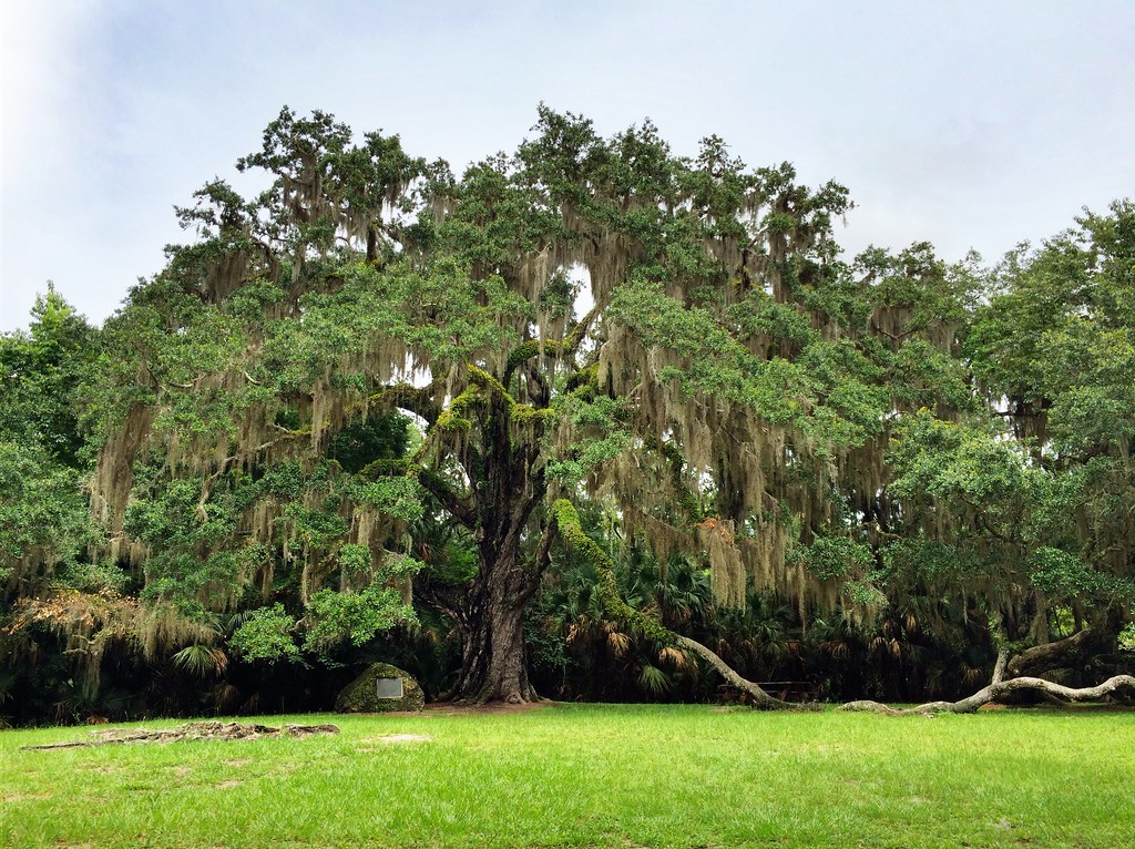 Fairchild Oak, Bulow Creek State Park (Ormond Beach, FL)