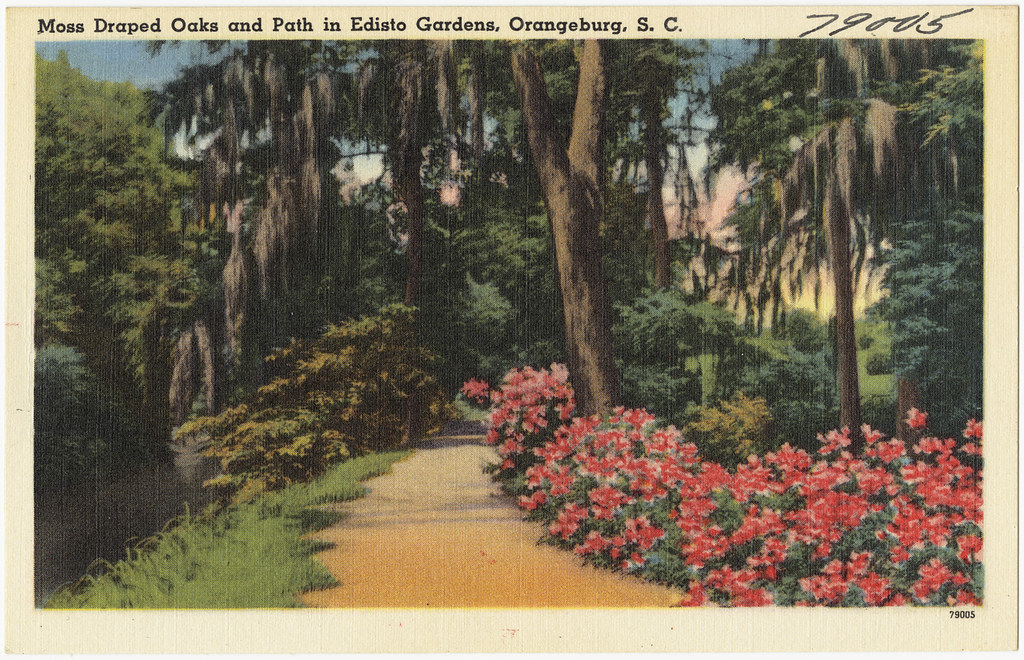 Moss Draped Oaks and path in Edisto Gardens, Orangeburg, S. C.