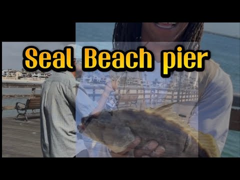 Seal Beach Pier fishing monster fish catching different species 