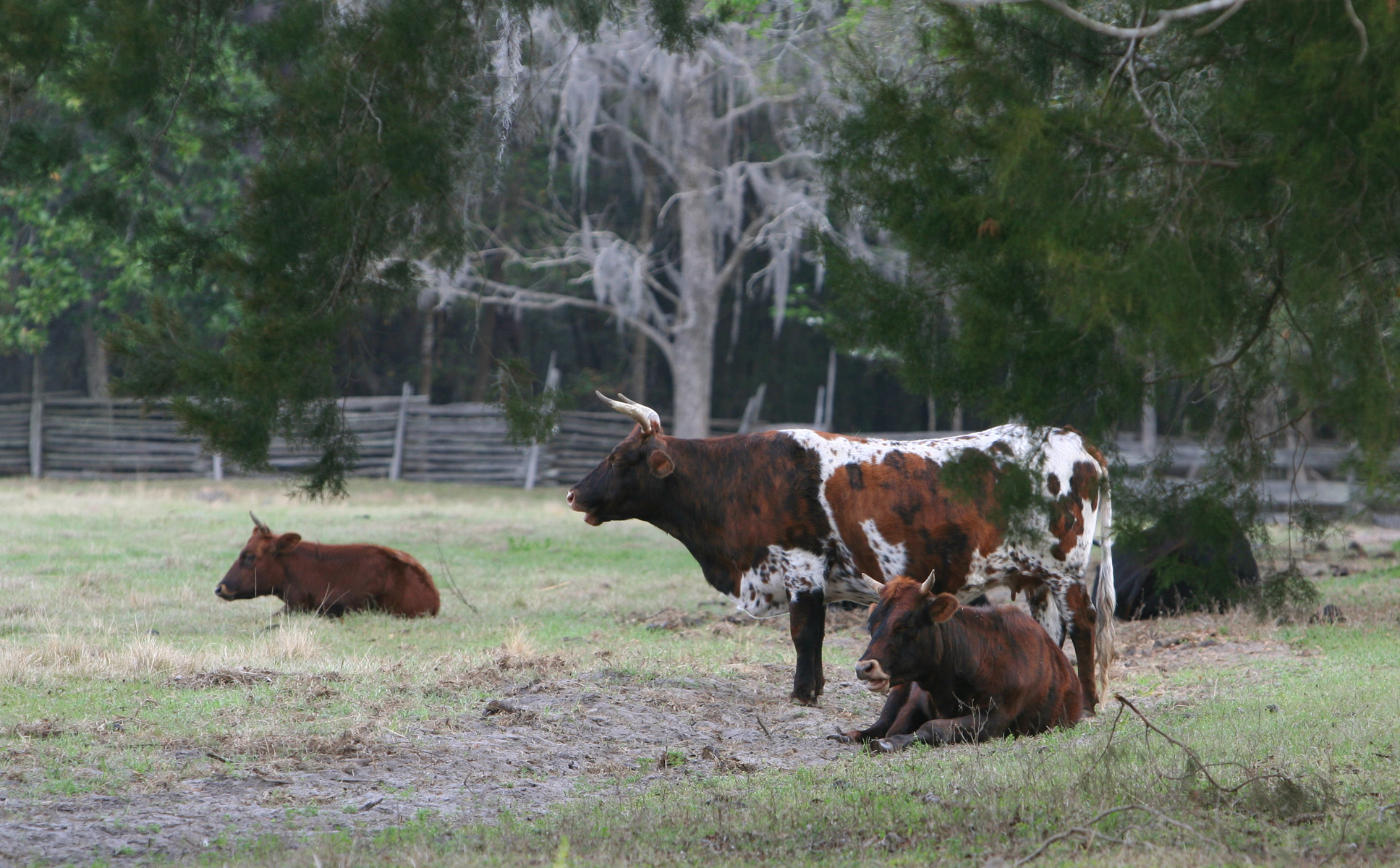 File:Dudley Farm Cracker cows.jpg
