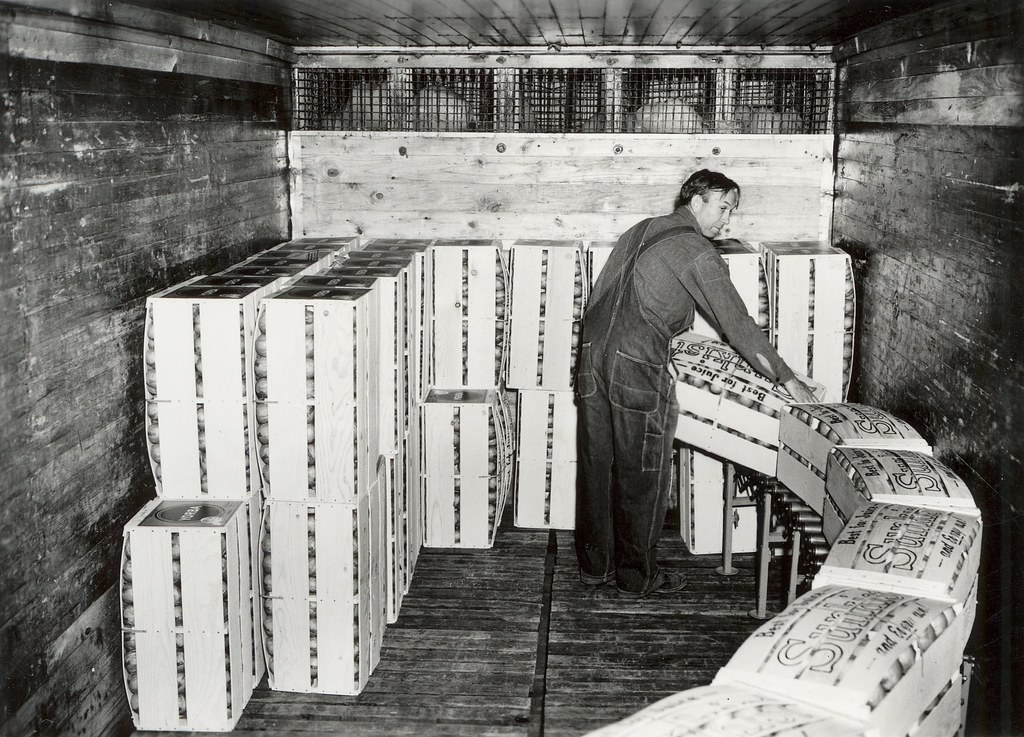 Oranges, ready to be shipped, circa 1949