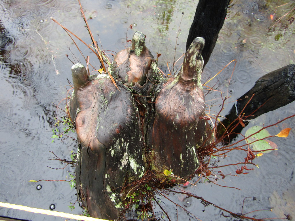 Swamp Cypress knees