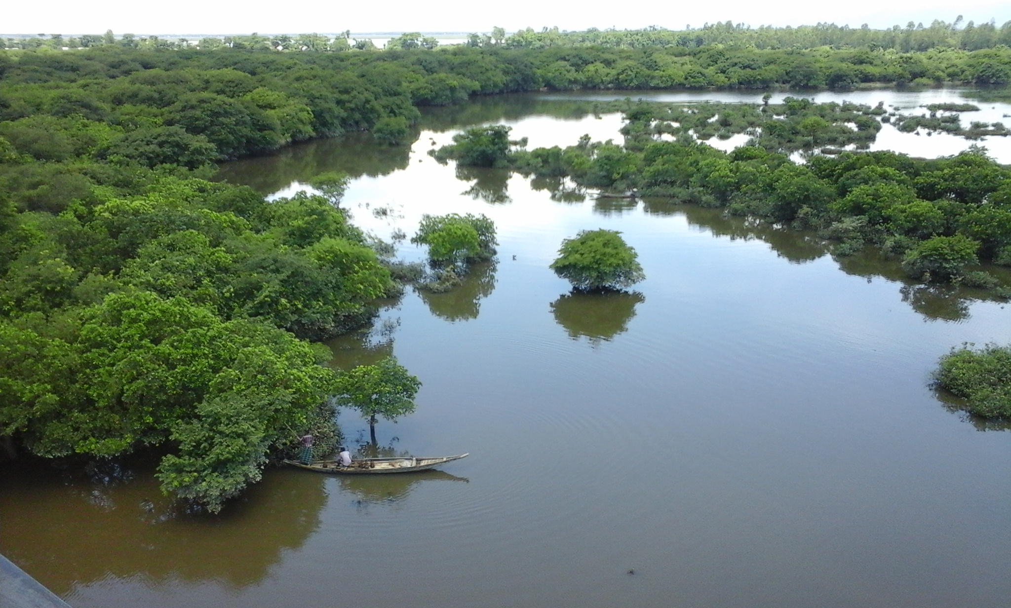 Freshwater swamp forest in Gowainghat Sylhet Bangladesh photo taken in July 2016