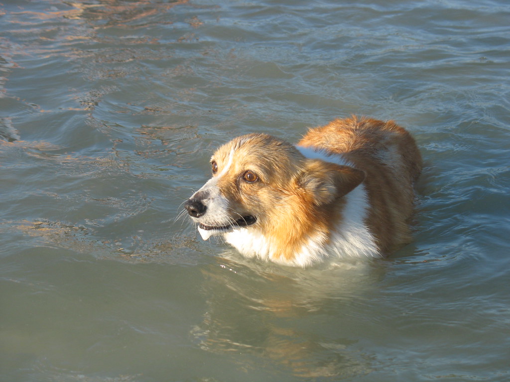 Shiloh swimming at Dog Beach