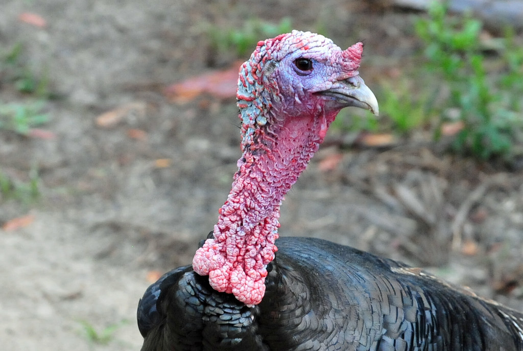 Osceola Wild Turkey or Florida Wild Turkey (Meleagris gallopavo oceaola)